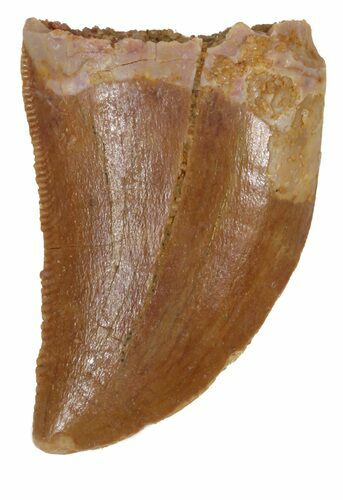 Serrated, Juvenile Carcharodontosaurus Tooth #55772